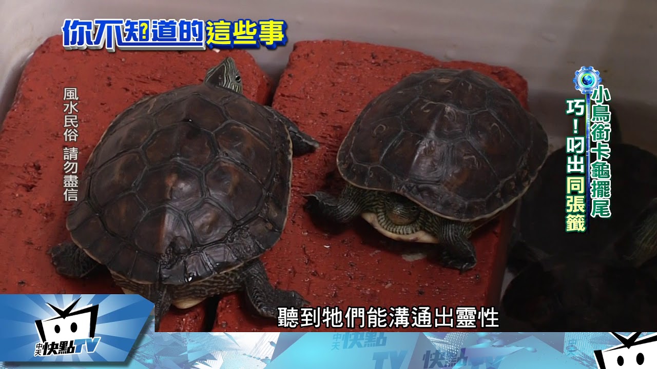 20170925中天新聞　小鳥＋烏龜搭檔抓牌　「龜鳥卦」能解命運謎團！？