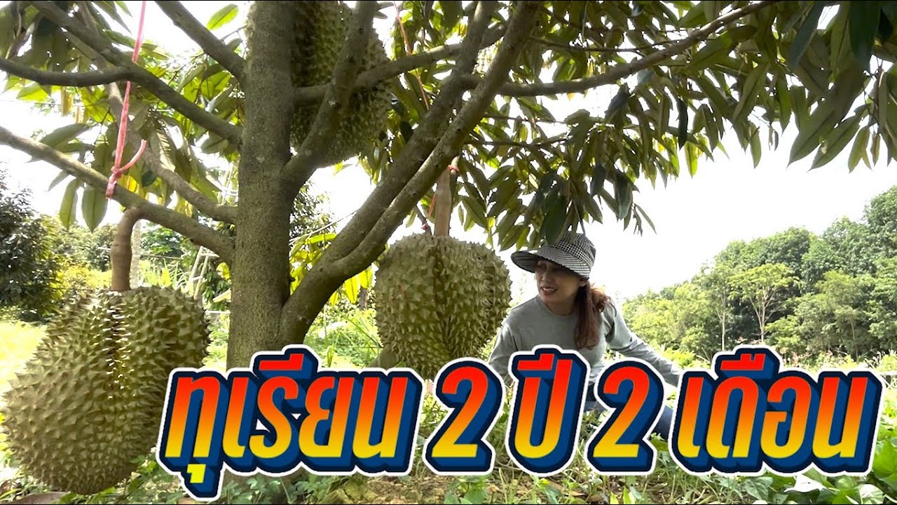 ทุเรียน2 ปี 2 เดือน ติดลูกดกไม่น่าเชื่อ สวนทุเรียนลุงกร บ้านป่าในฝัน อ โป่งน้ำร้อน จ.จันทบุรี