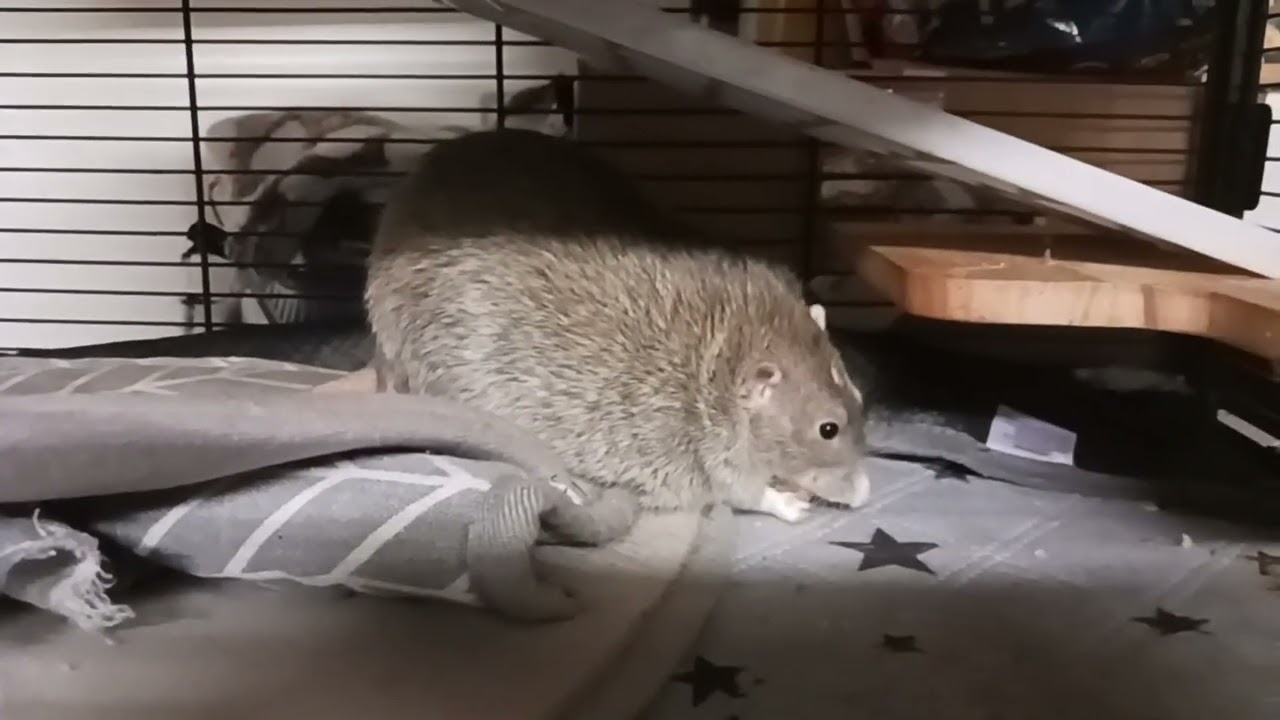 Roast potatoes and peas for the rats