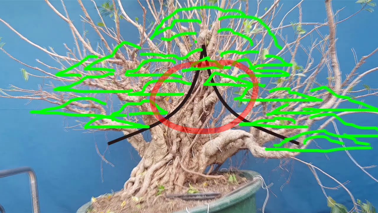 Training the Nebari (Update: TVJ Bonsai Ficus Joey September 19, 2020) with Subtitle