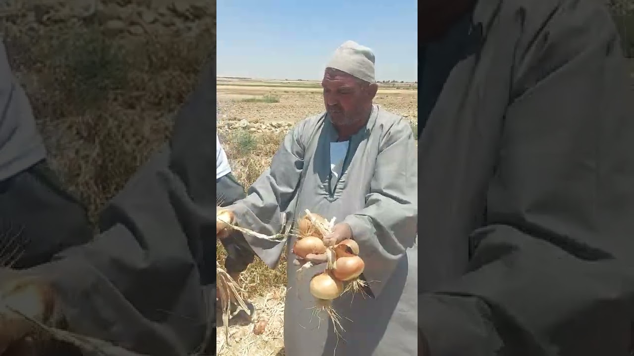 بيوتنا اتخربت.. مزارعو البصل بيأكلوا المحصول للمواشي وبيحرتوه في الأرض