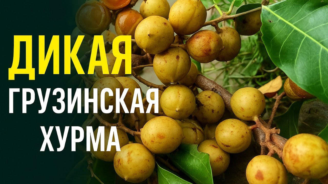 Сокровище Грузии — дикая хурма, о которой знают немногие!