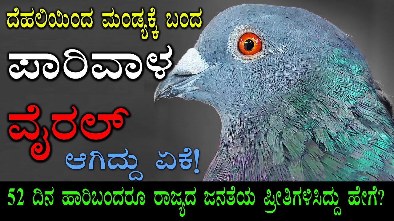 ದೆಹಲಿಯಿಂದ ಮಂಡ್ಯಕ್ಕೆ ಬಂದ ಪಾರಿವಾಳ ವೈರಲ್ ಆಗಿದ್ದು ಏಕೆ! #pigeon #kabutar #viralvideo #kabootar #abhimanyu