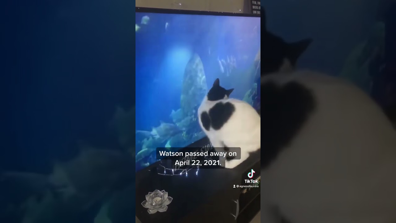 My Cat Died in My Arms 😔