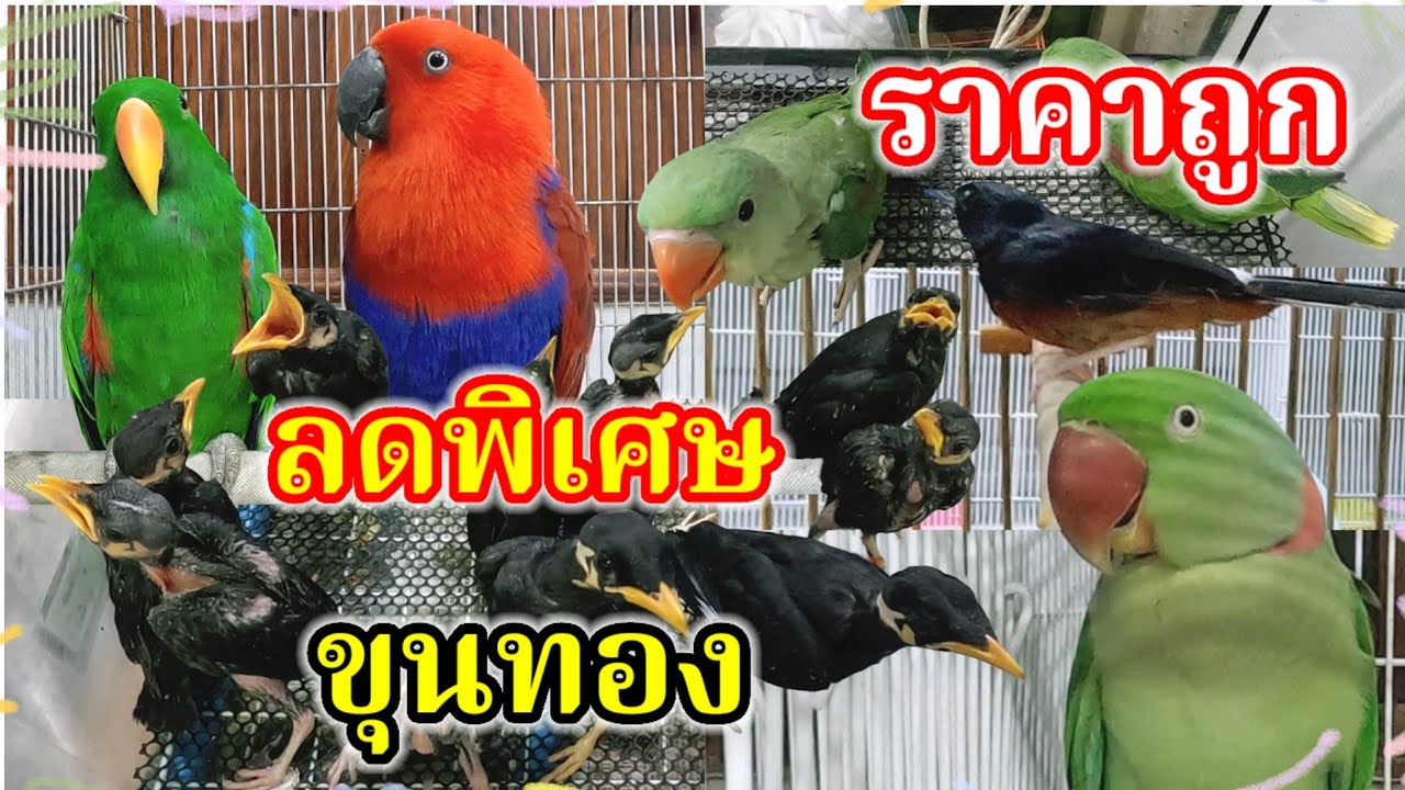 มาแล้ว ขุนทองลดพิเศษ นกอื่นๆราคาถูก จัดส่งได้ สนามหลวง2 ร้านเบิร์ดบรีด ฟาร์ม 