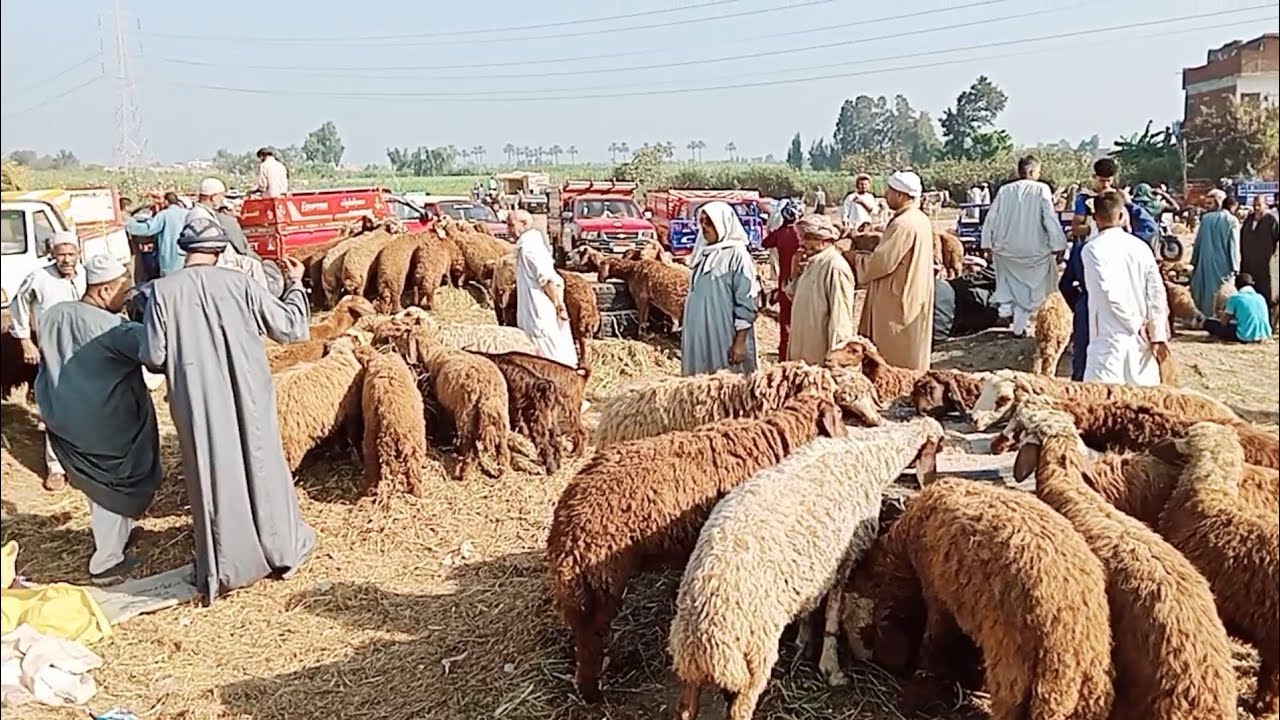 اسعار الخرفان اللحم الضاني والخرفان التربيه في سوق ابو حمص بحيره يوم 23/7/2024