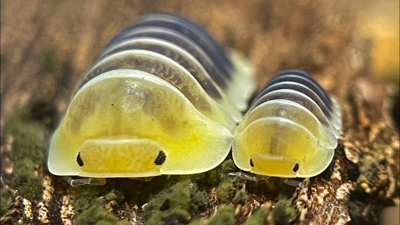 מדריך גידול איזופודים - isopod care guide