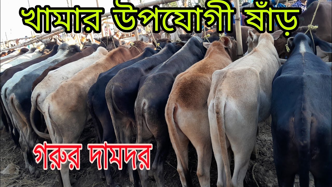 খামার উপযোগী ষাঁড় গরুর দামদর জানুন, কাস্টমার নাই এর জন্য কম দামে গরু বিক্রি হচ্ছে, 