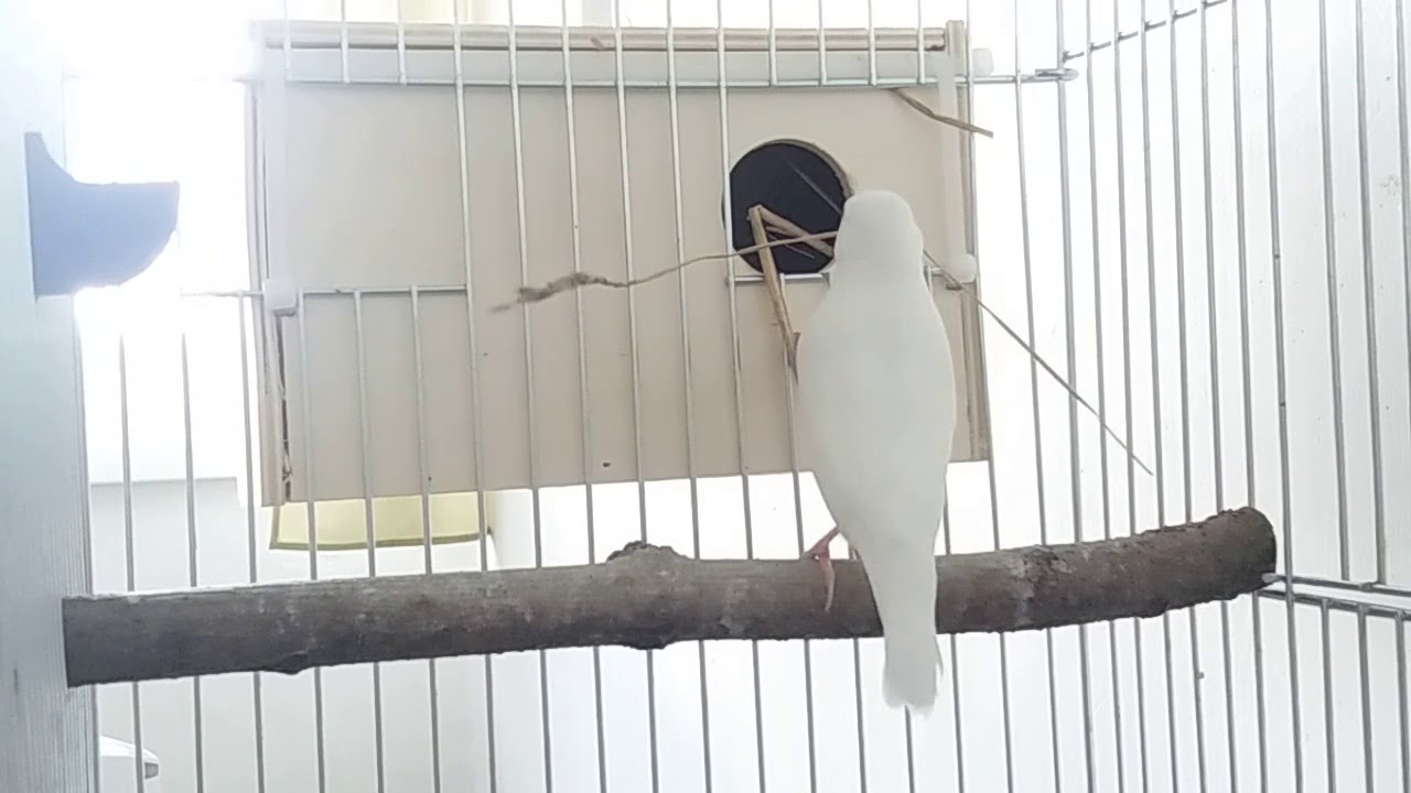 Rýžovník bílý - stavba hnízda