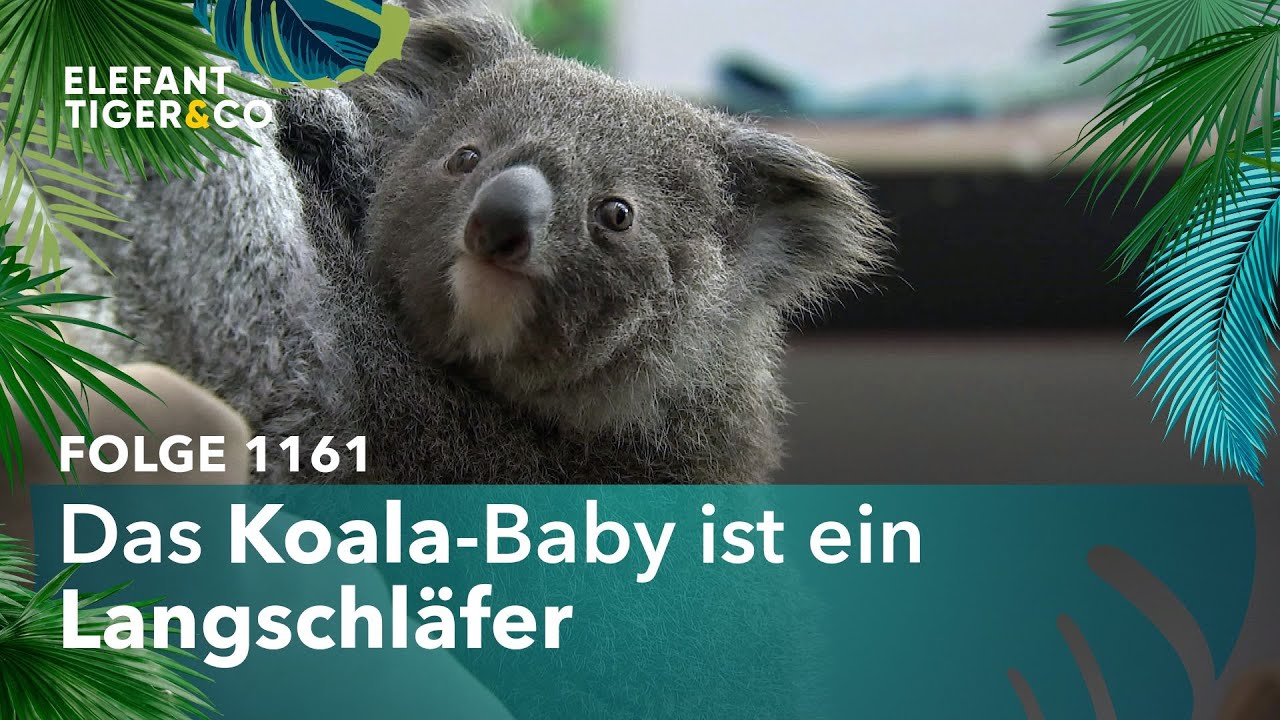 Eine Handvoll Koala (Folge 1161) | Elefant, Tiger & Co. | MDR