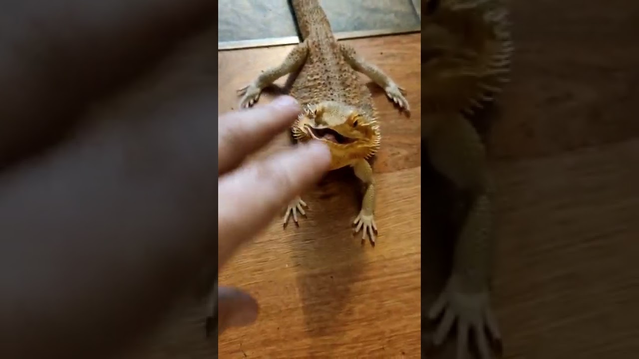 Daj się pogłaskać #agama