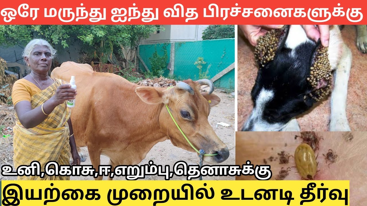 உனி,ஈ பிரச்சனைக்கு இயற்கை முறையில் உடனடி தீர்வு