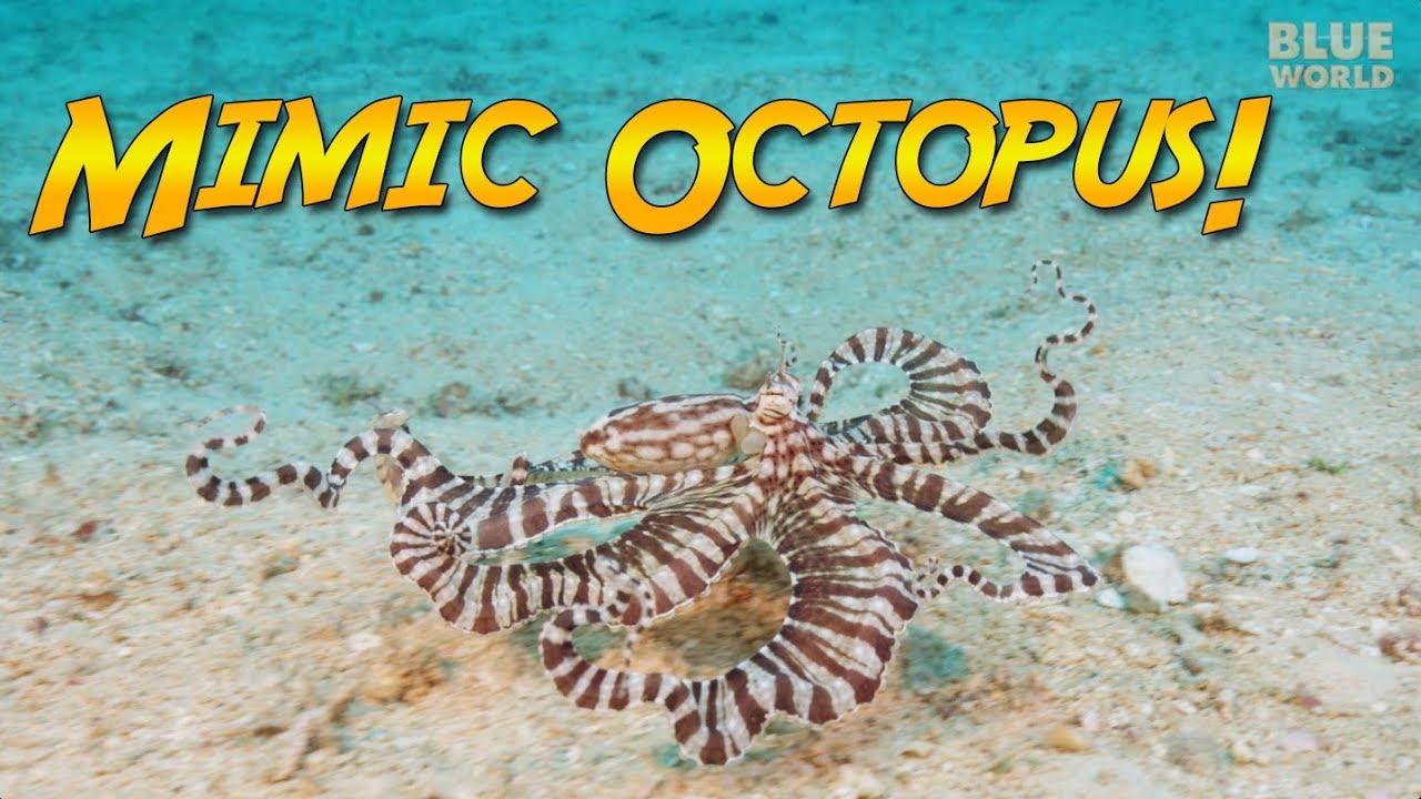 The Mimic Octopus (can it REALLY impersonate other animals?)