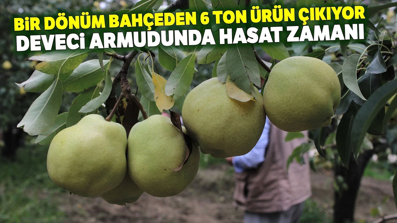 Bursa'nın Dünyaca Ünlü Deveci Armudunun Hasadına Başlandı