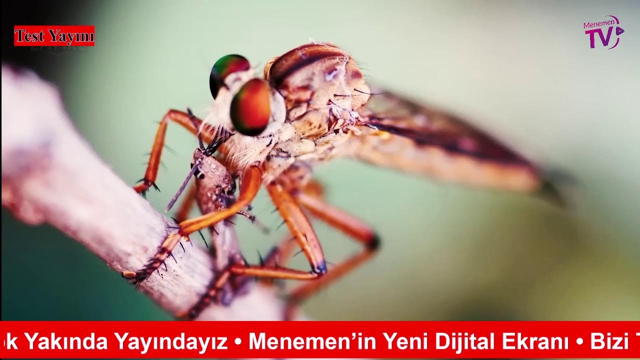Menemen TV Test Yayını