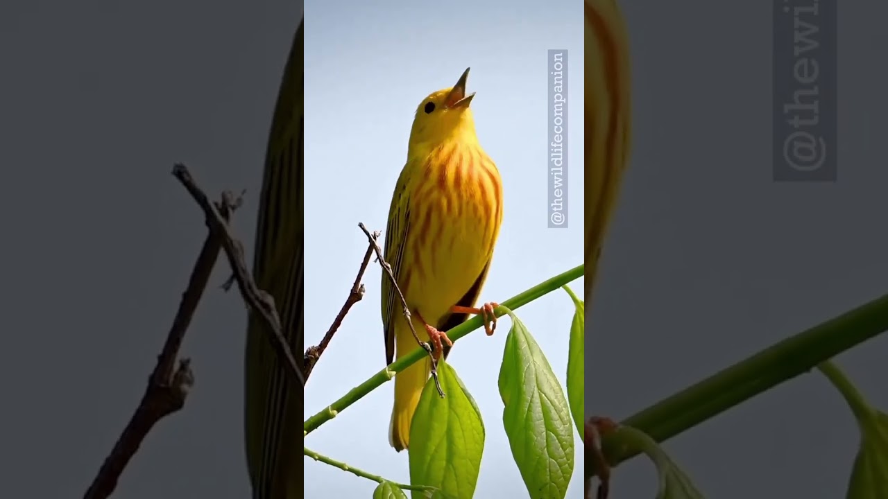 Yellow warbler #yellowwarbler