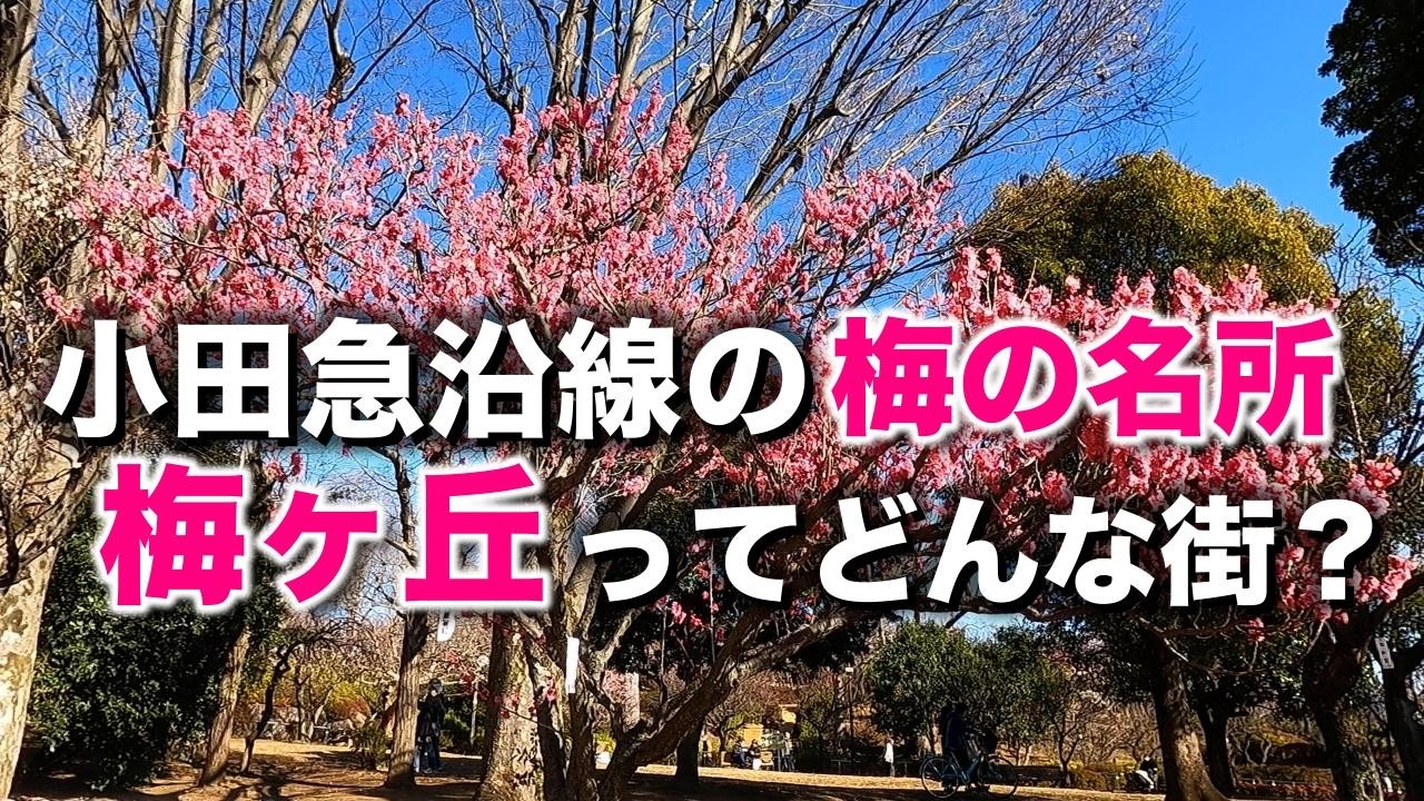梅ヶ丘「梅を見た後、50円の絶品寿司を堪能。他、個性的な商店街や神社などを紹介」【2024年1月】
