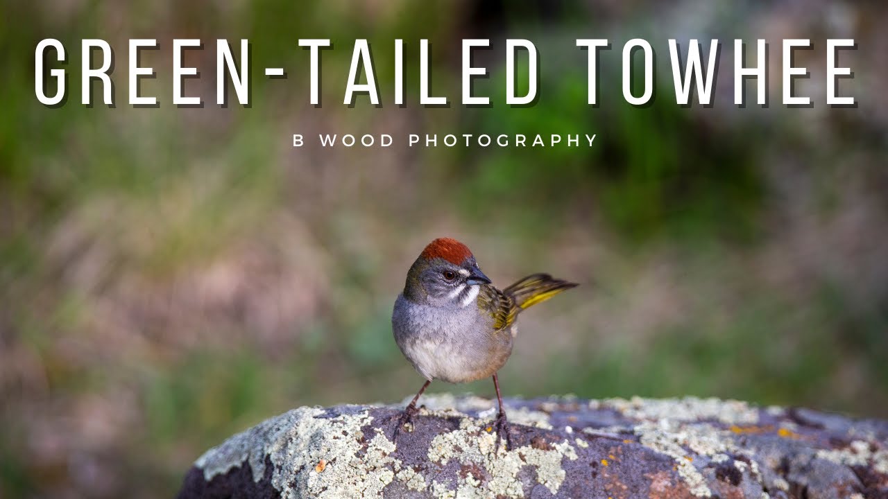Green-tailed Towhee  🐦