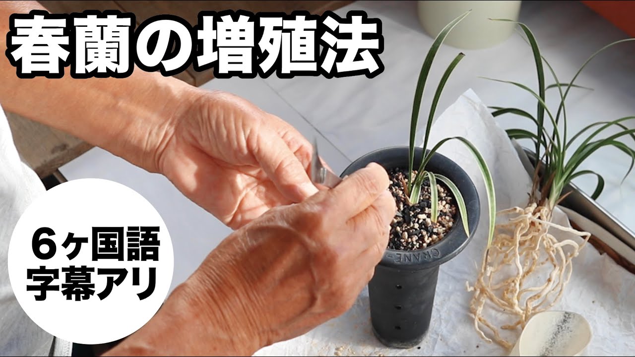 【園芸JAPAN12月号】春蘭の増殖法