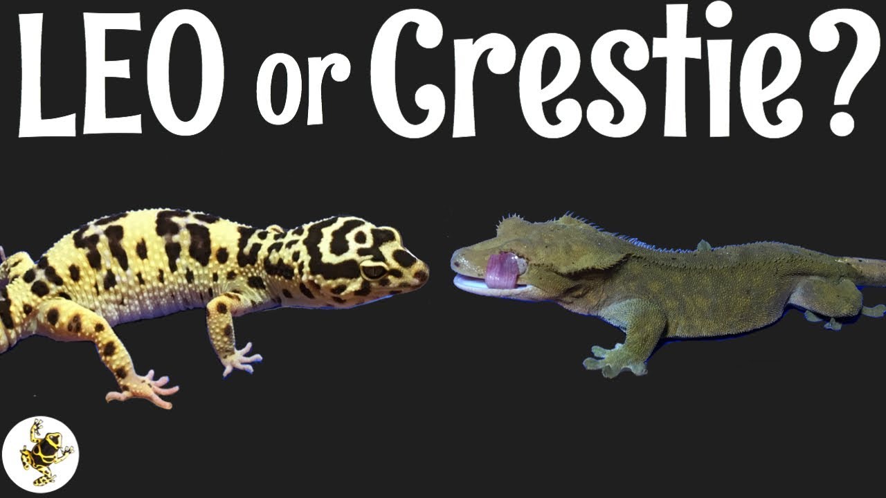 Leopard Gecko or Crested Gecko?