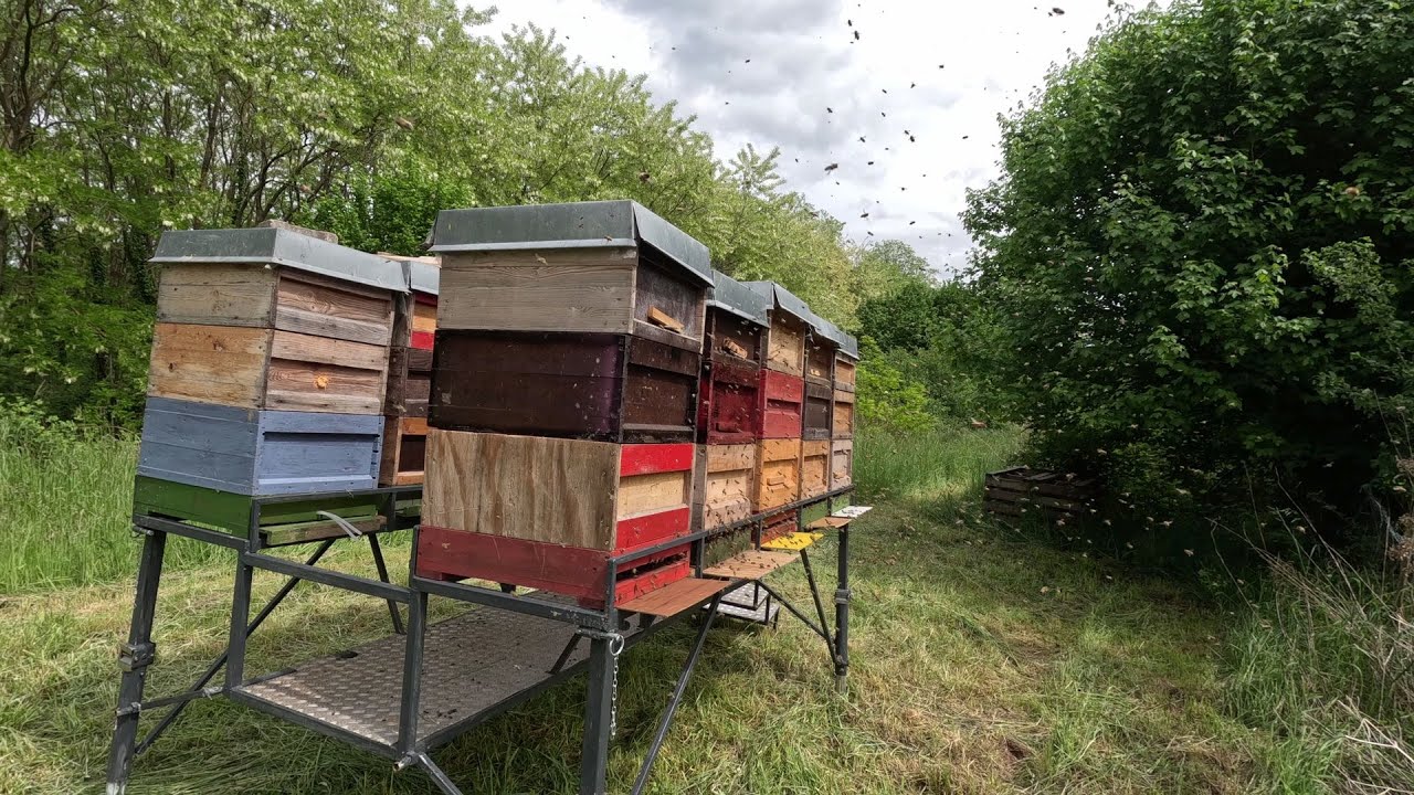 Mit den Bienen nach Frankreich &ndash; Auf der Suche nach leckerem Akazienhonig.