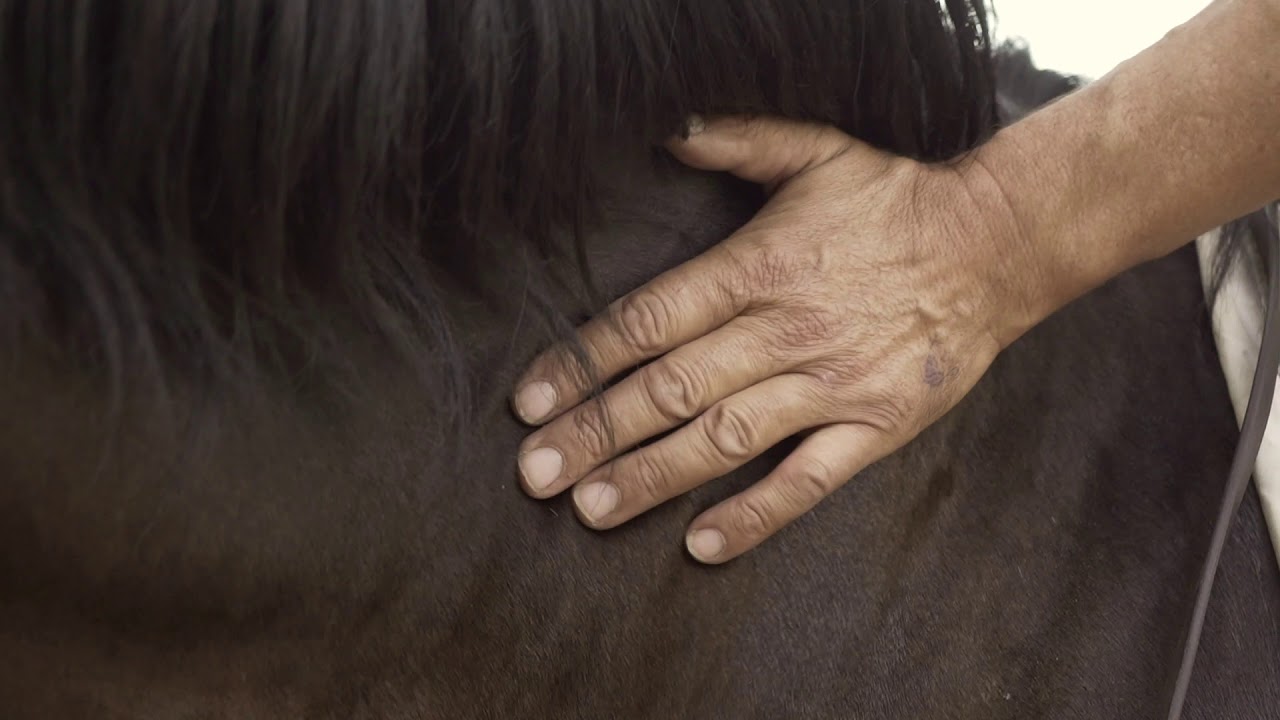 Greenvet al Bologna Equestrian Center di Ozzano: in sella con Andrea Veronesi
