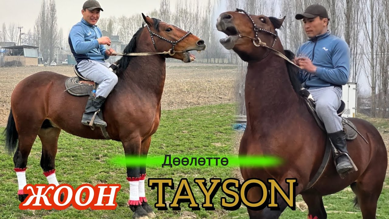 ТАЙСОН ЧАЧЫРАГАН АТ ДӨӨЛӨТТӨ