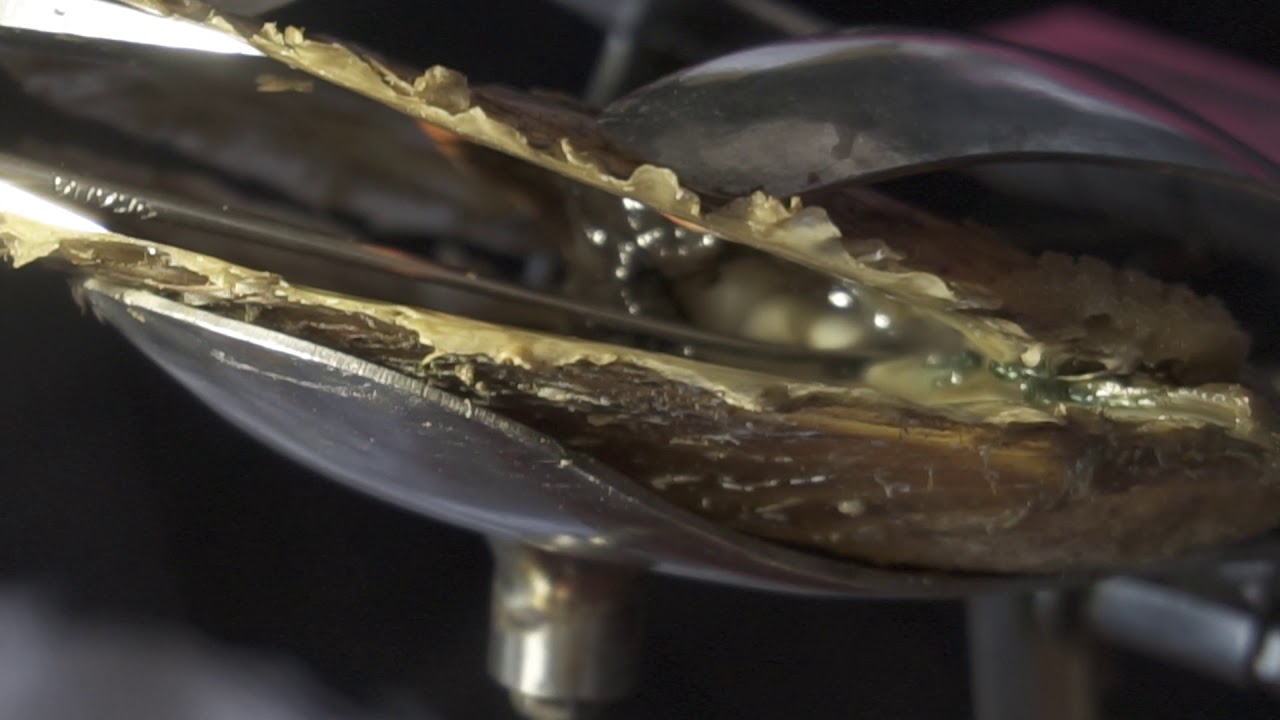 Adding nucleus to oyster to produce a pearl