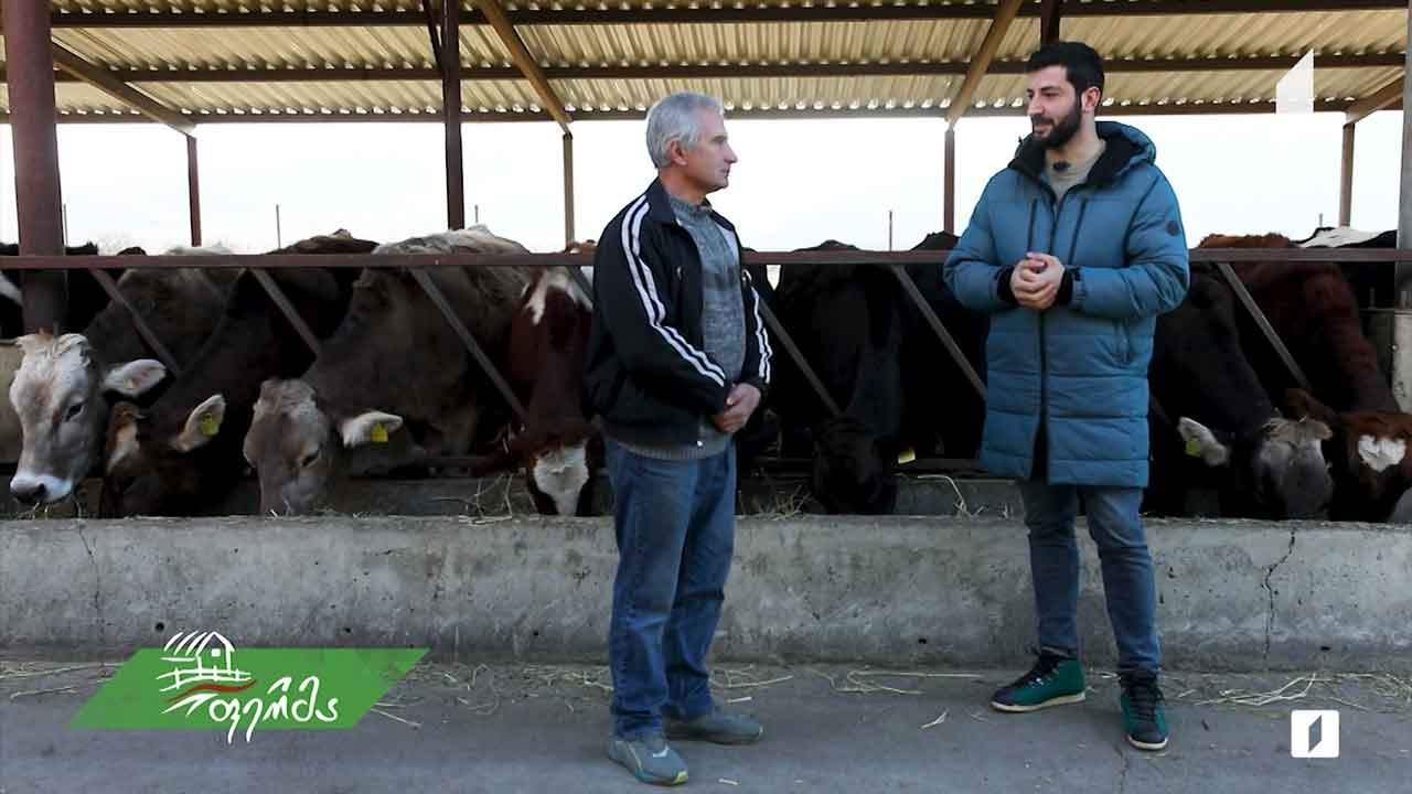 #ფერმა მესაქონლეთა კონკურსში მრავალგზის გამარჯვებული ფერმერის მეურნეობა სოფელ მატანში