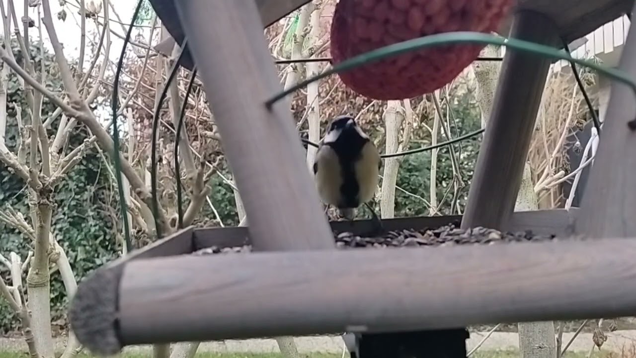 Timelapse Feeding birds in the garden.
