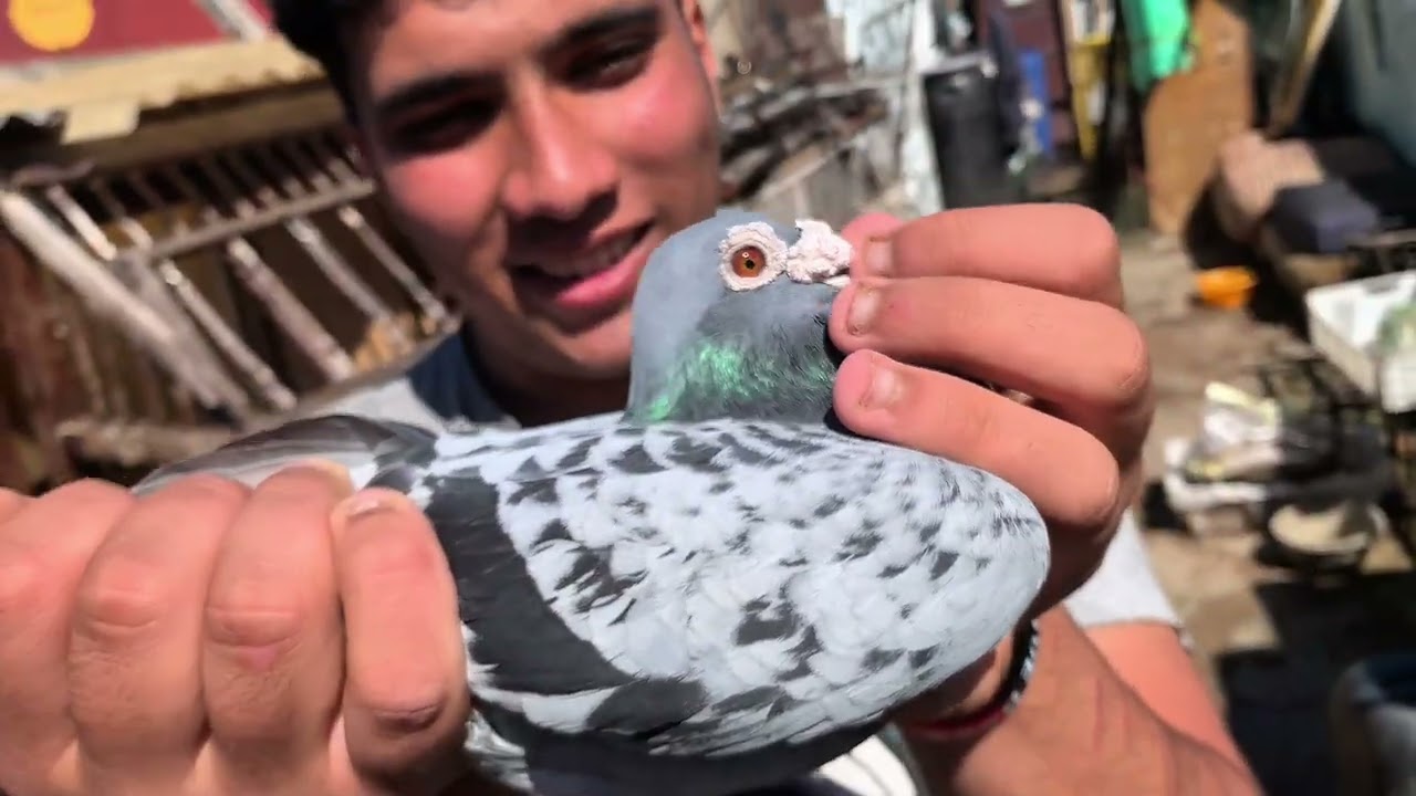 زيارة عند البطل سعد منير أحد الأبطال مدينة الجديدة  في سباقات الحمام الزاجل 🕊️♥️