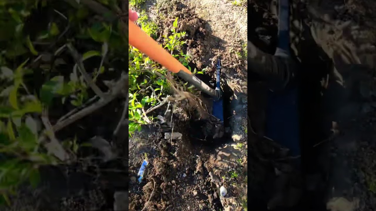 Mattock wykorzystuje siłę!! ⛏️ #ogrodnictwo #p&oacute;łnocnaKalifornia #mattock