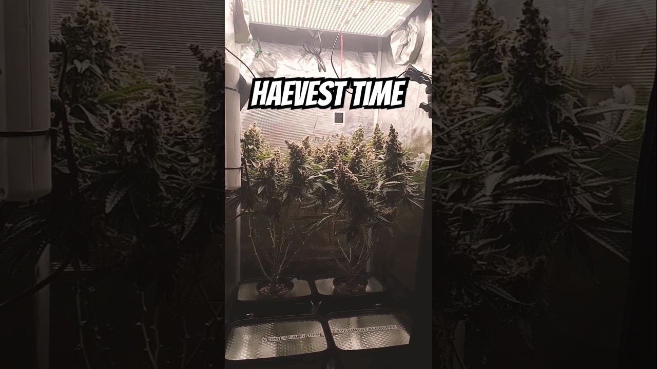 Runtz Harvest Time | #lollipoping #420 #hydro #hydroponics #rdwc #weed #homegrown  #cannabis #5k