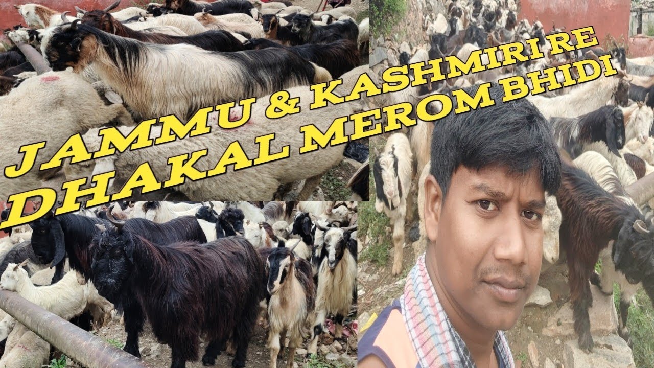 JAMMU AND KASHMIR RE DHAKAL MEROM BHIDI video 