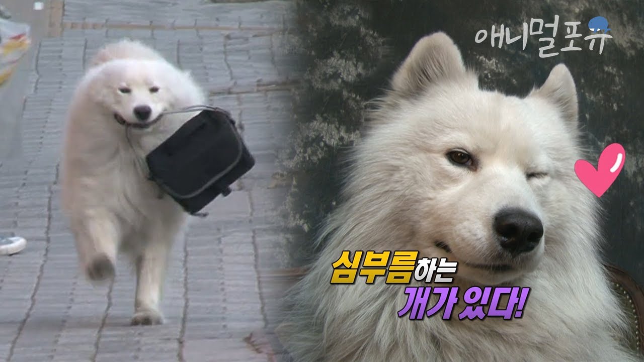 우리 편의점에 매일 심부름 오는 효자 손님은.. 개랍니다 ㅋㅋ | KBS 생생정보통 141208 방송