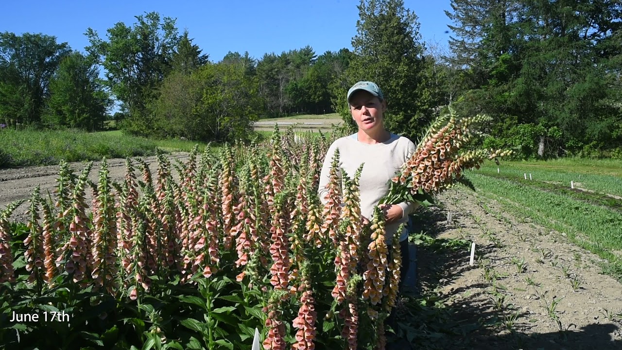 Digitalis 'Polkadot Polly'
