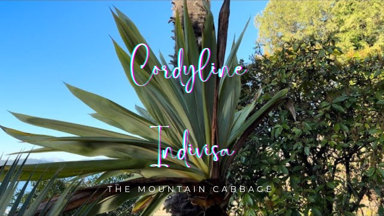 Cordyline indivisa - The Mountain Cabbage @palm_daddy