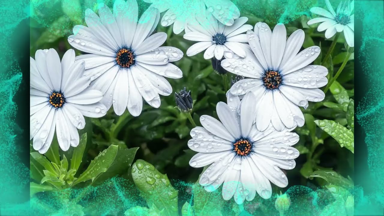 Flores para Apreciar ou Relaxar