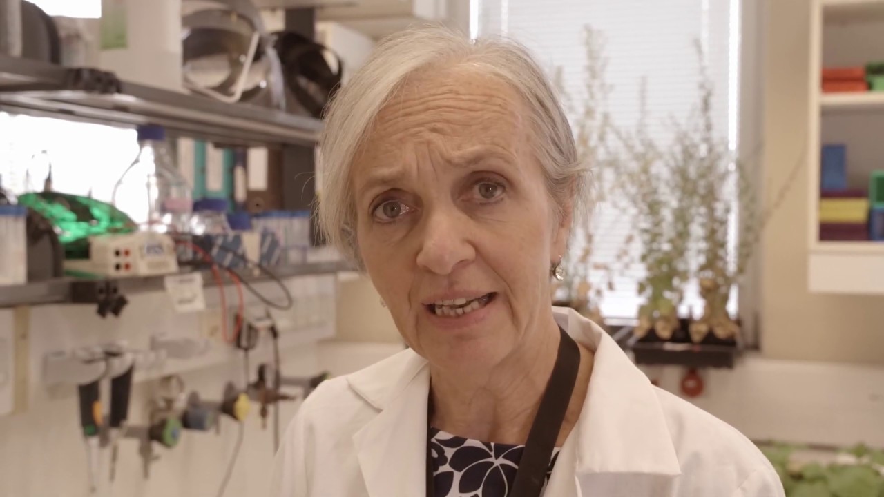 BOKU Erfinderin 2019: Prof. Steinkellner