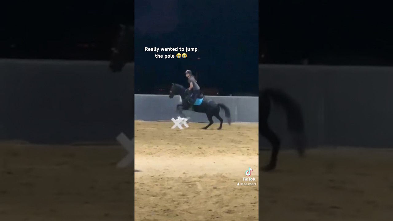 #showjumping #equestrian #horse #edit #pony #cavaletti #leila  #eq #fyp #viral #funny #cute