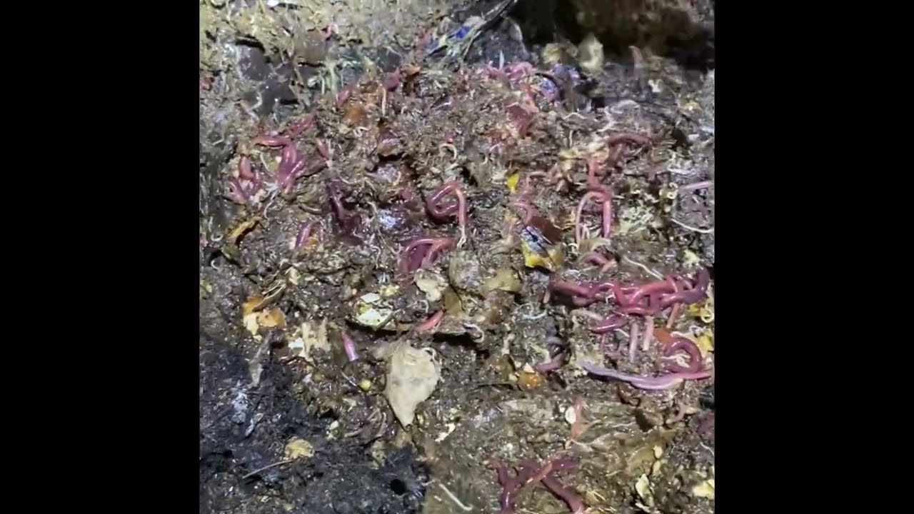 Co operation pot compost red wiggles lob worms