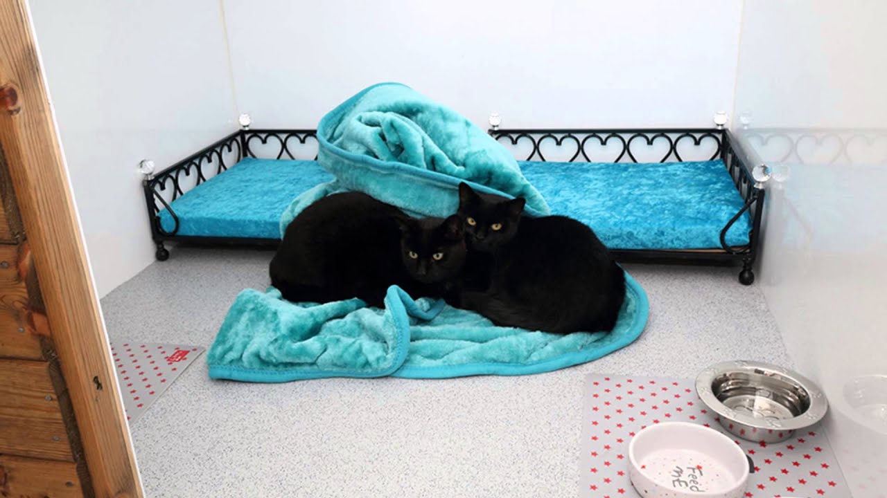 Ranpura Farm Cattery is a luxury boarding cattery