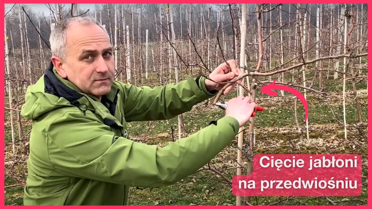 Sadownicze Espresso: cięcie jabłoni na przedwiośniu