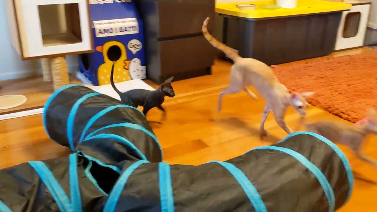 8 Week Old Cornish Rex Kittens Playing