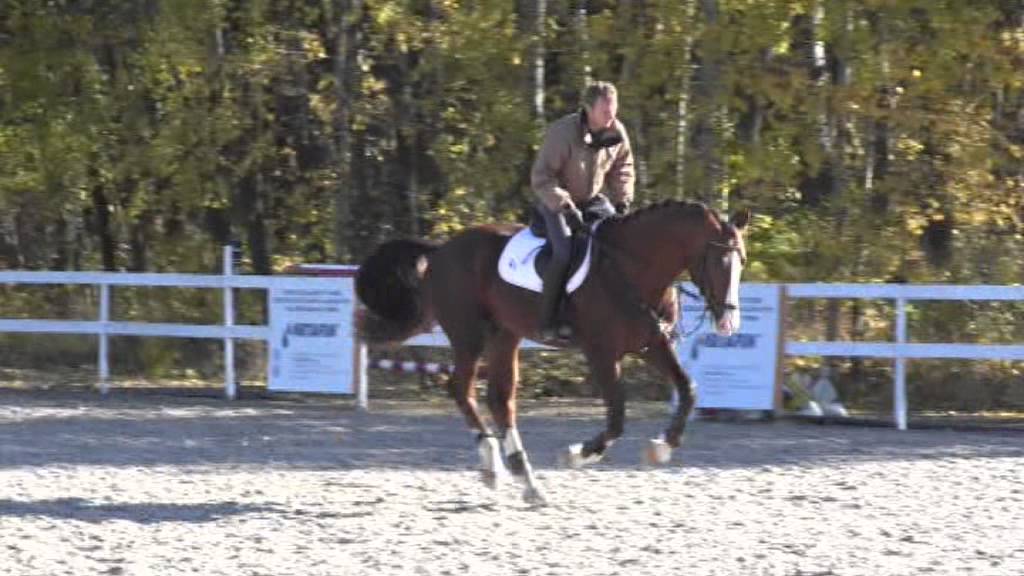 ***SOLD***Gerett, 5y old stallion by Guidam Sohn