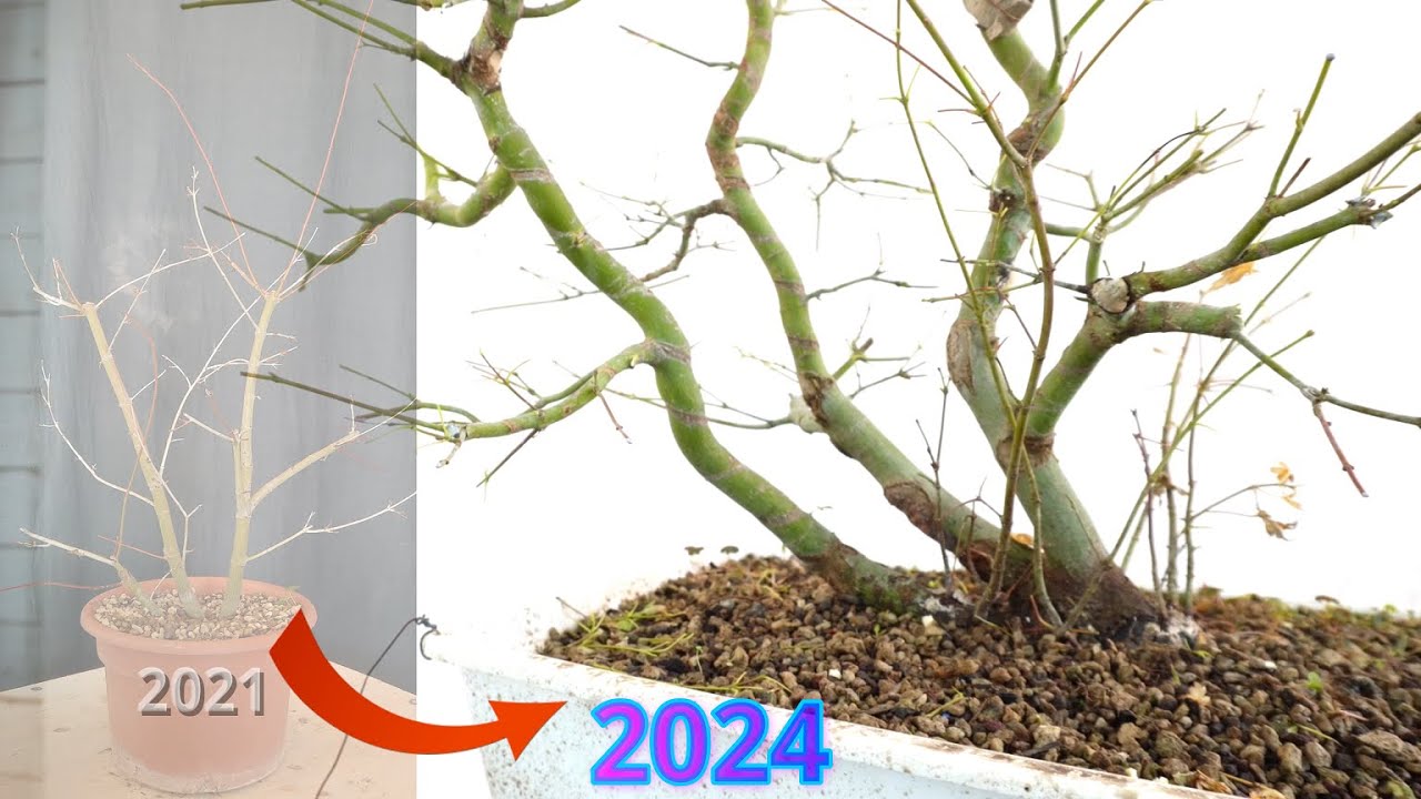 Maple will become a bonsai #bonsai #maplebonsai #bonsaitechniques