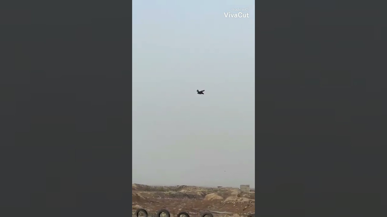 جبتلكم طير  بطل بمعنى الكلمه طير بيجه من هواة بر السريع العمر خمسه  لوته طيب