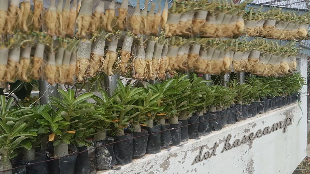 Adenium Caudex Training Starts with Repotting