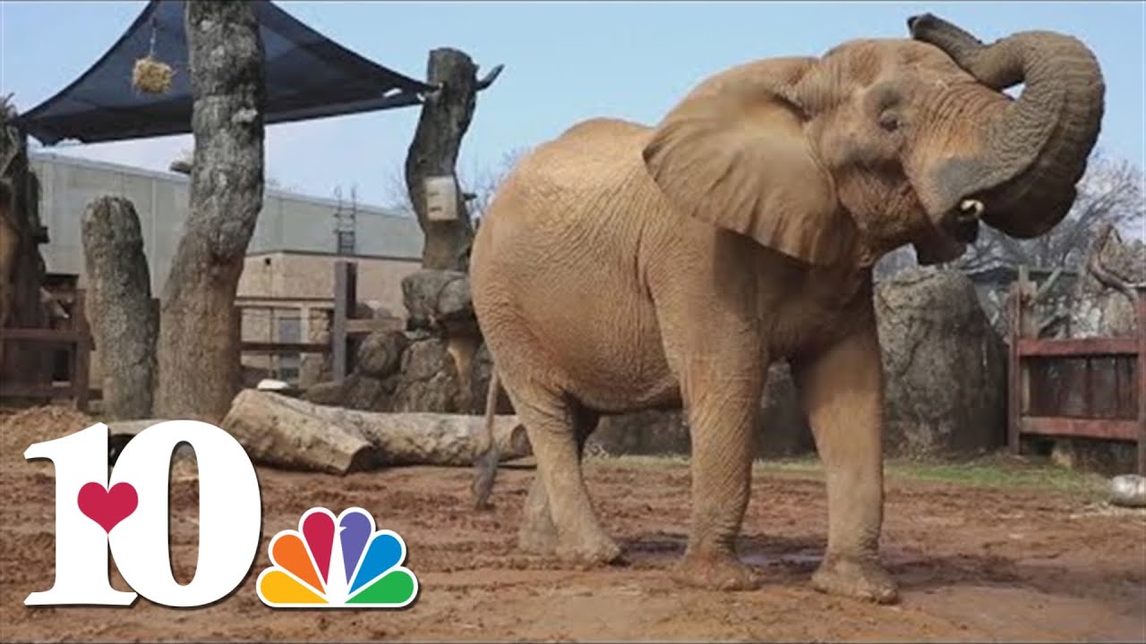 Zoo Knoxville speaks on the death of Tonka the elephant