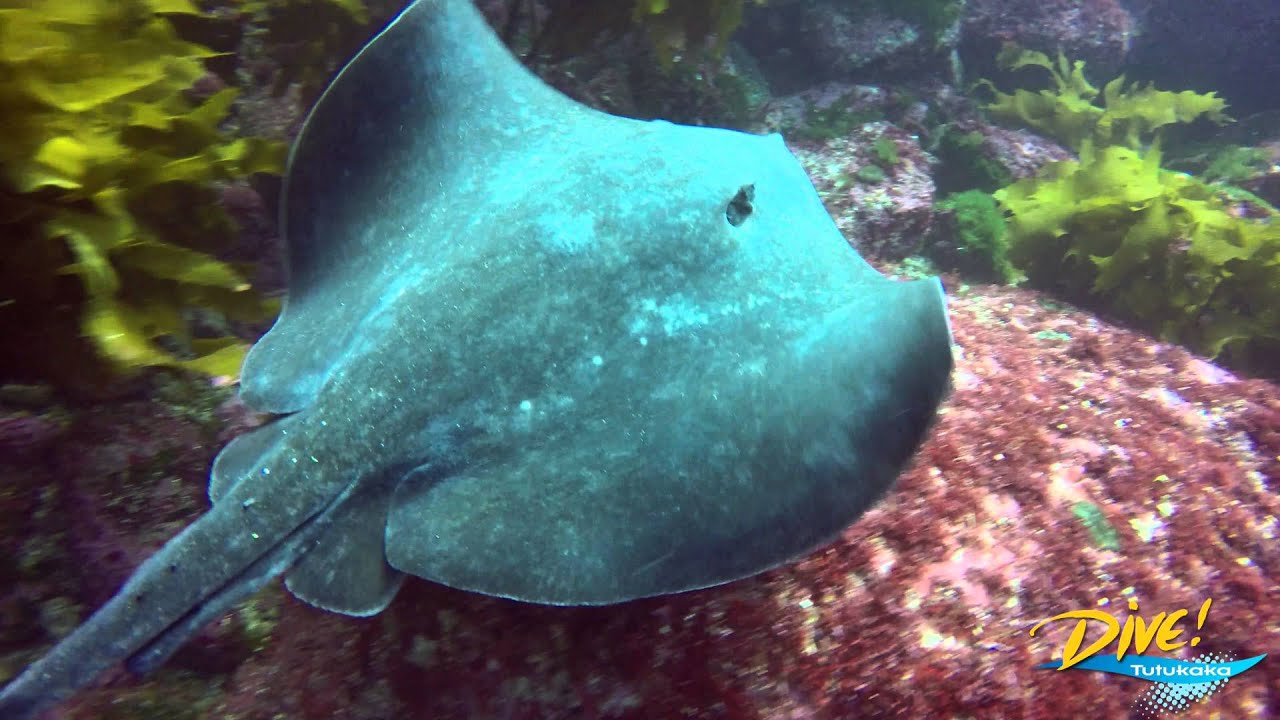 GoPro 4k Diving in Poor Knights Islands